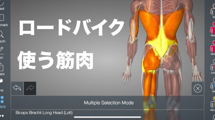 自転車競技のペダリングで使われる全身の筋肉を解説してみた