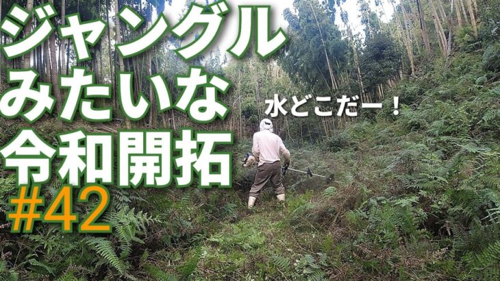 枯れた竹やぶの水路観察　山地酪農珠の牧