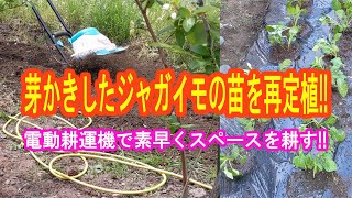 ジャガイモの芽かきした苗を再定植する!!　電動耕運機で素早くスペースを耕します。