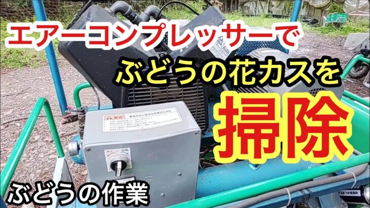 「ぶどうの作業」エアーコンプレッサーでぶどうの掃除！病気の予防になります。