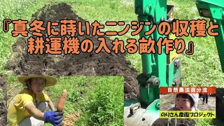 【自然農】『真冬に蒔いた人参の収穫と耕運機の入れる畝づくり』のりさん農園プロジェクト