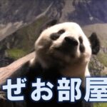 11/2リーリー悪夢の草刈り機を回避？今日は朝からお部屋でしたgiantpanda @tokyo 上野動物園