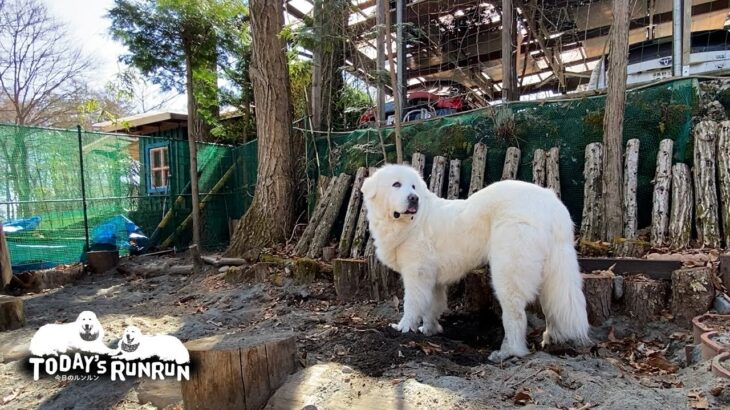 ブラッシングの後は張り切って穴を掘るルンルンです　Great Pyrenees　グレートピレニーズ