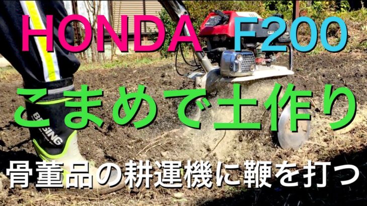 HONDA F200 骨董品の耕運機に鞭を打つ 来春に向けて土作り