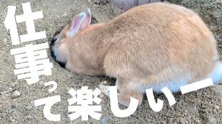 久しぶりに思いっきり穴掘りできてハッスルするうさぎ　No.1084