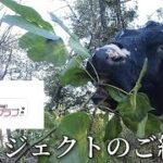 有志のベコプロジェクトが始まりますので告知させて下さい　山地酪農珠の牧