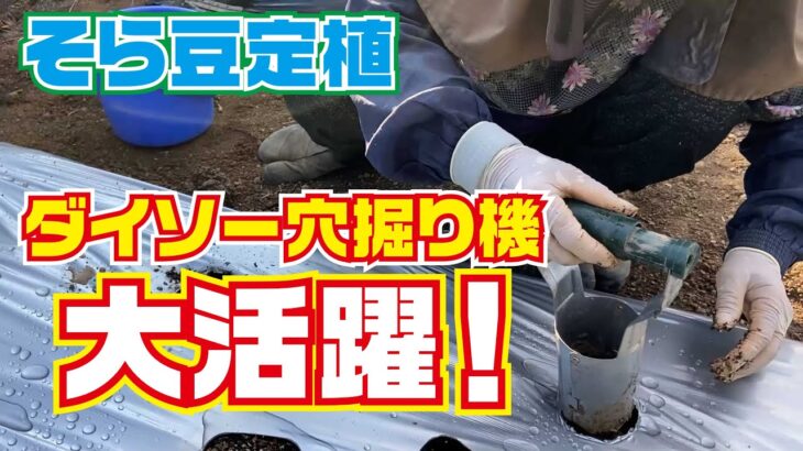 ダイソー穴掘り機　大活躍　そら豆定植