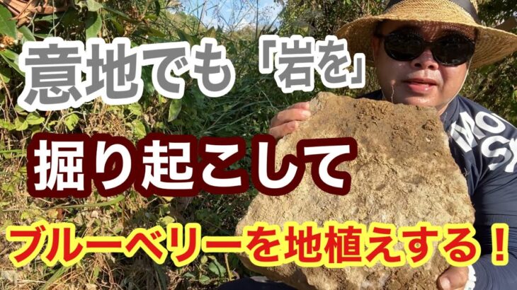 ブルーベリー地植え用の穴掘りしたら巨大な石？岩？意地でも掘る！