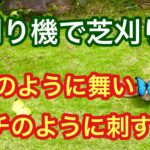 草刈り機で芝刈りは、うまく出来るのか？草刈り機を蝶のように舞い、蜂のように刺します。