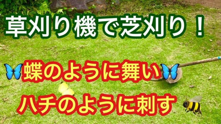 草刈り機で芝刈りは、うまく出来るのか？草刈り機を蝶のように舞い、蜂のように刺します。