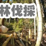 竹の伐採と処理#3　ウッドチッパーで粉砕　竹林整備