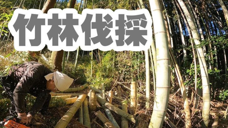 竹の伐採と処理#3　ウッドチッパーで粉砕　竹林整備