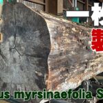 【岩手の原木製材】　樫(カシ)を製材しました。【木の店さんもく】Japanese Quercus myrsinaefolia Sawing