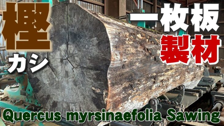 【岩手の原木製材】　樫(カシ)を製材しました。【木の店さんもく】Japanese Quercus myrsinaefolia Sawing