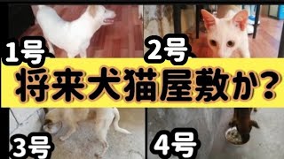 【keina農場】　野良犬猫がどんどん集まってきて大変なことに…