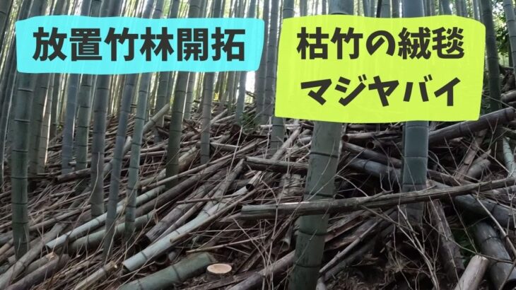 【放置竹林開拓】やっと頂上まで開通！振り返るとマジヤバイ光景が　７日目