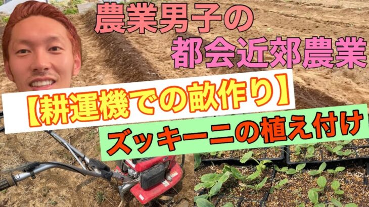 【耕運機での畝作り】ズッキーニの植え付け　農業男子の都会近郊農業