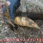 ２０２２シーズン竹の子初出荷の竹の子掘り