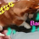 バナナを求めてひたすら穴掘りする姿がかわいいコーギー – with Pembroke Welsh Corgi