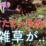 [移住生活]HiKOKIの激安エンジン草刈り機で庭の草刈り［雑草サシグサ］