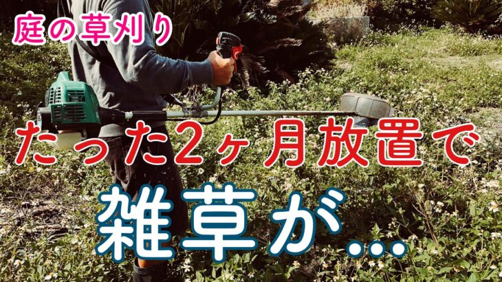 [移住生活]HiKOKIの激安エンジン草刈り機で庭の草刈り［雑草サシグサ］