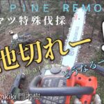 電池切れー！アカマツ【特殊伐採】危険 建物 吊し切りRed pine removal  Out of battery !  Husqvarna t540ixp Stihl ms500i