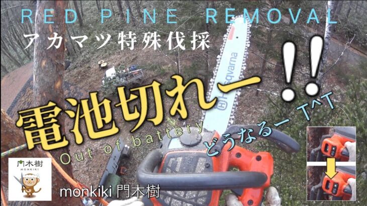 電池切れー！アカマツ【特殊伐採】危険 建物 吊し切りRed pine removal  Out of battery !  Husqvarna t540ixp Stihl ms500i