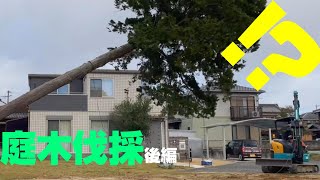 危険な仕事⁉伐採工事の続編です！