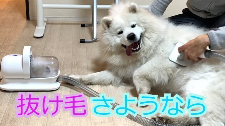 【サモエド犬】抜け毛が凄いので吸引機を買ってみた🐶