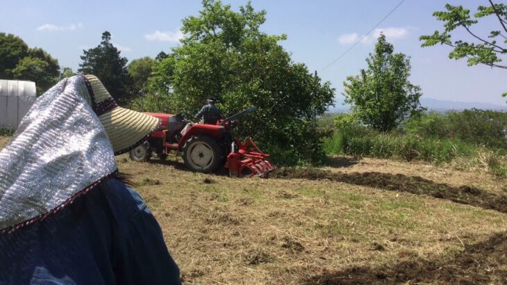 久留米藍草生産者協同組合　 田主丸　藍畑　耕運機作業その２