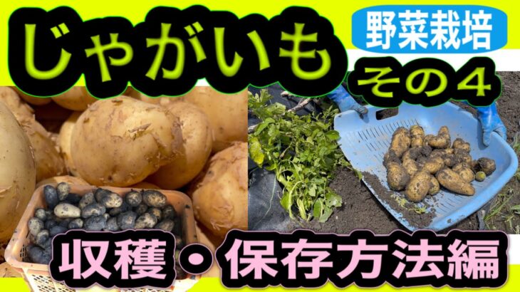 「じゃがいも栽培 その４（収穫・保存方法編）」を徹底解説　野菜づくり教室　早送りでの完全説明　家庭菜園・田舎暮らしで野菜栽培を考えている方は必見