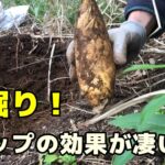 筍掘り　竹チップの効果が凄い！【和か(にこやか)農園】