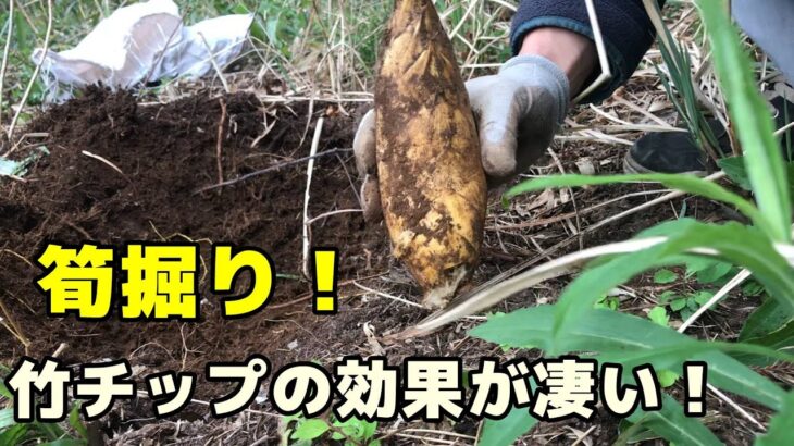 筍掘り　竹チップの効果が凄い！【和か(にこやか)農園】