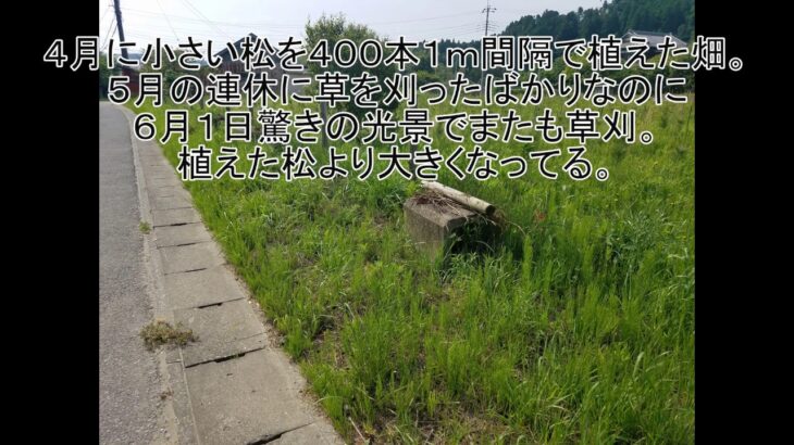 雑草刈り機を使って雑草刈1カ月でこんなに