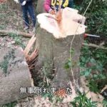 【木こり】巨大樫の木の伐採