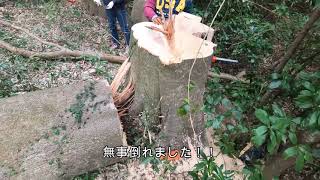 【木こり】巨大樫の木の伐採