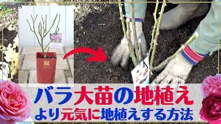 【バラ】大苗（品種：コンフィチュール）を地植えする方法【冬の管理】