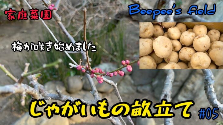 じゃがいもの畝立て前にひと仕事。耕運機エンストでもプラグ交換で絶好調！！【家庭菜園】#じゃがいも　#畝立て　#耕運機