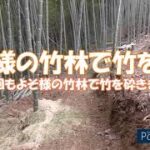 【竹林整備】よそ様の竹林整備