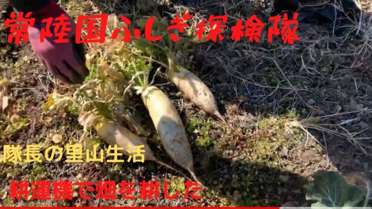 【かっくん隊長の里山生活】耕運機で畑を耕していたら、自然に生えた大根をみっけたぞ😆