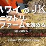 最強！ウッドチッパーでベットもふかふか EP017 #4K #ニワトリ #チキンパラダイスハワイ ハワイのJKニワトリファームを始める！