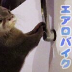 カワウソ コタロー　エアロバイクに興味津々　Otter Kotaro riding a stationary bike