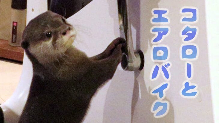 カワウソ コタロー　エアロバイクに興味津々　Otter Kotaro riding a stationary bike