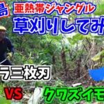 宮古島亜熱帯ジャングルを草刈り/クワズイモ群生を草刈り機ツムラ三枚刃で切りまくる動画[agri.05]