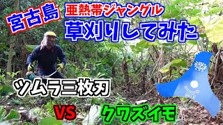 宮古島亜熱帯ジャングルを草刈り/クワズイモ群生を草刈り機ツムラ三枚刃で切りまくる動画[agri.05]