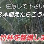 【皆様、注意して下さい】　竹を３本植えたらこうなったこの竹林を整備します。