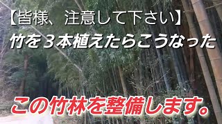 【皆様、注意して下さい】　竹を３本植えたらこうなったこの竹林を整備します。