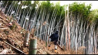 荒廃した孟宗竹林を整備する～あと少しで終わる片付け～チェンソー男の田舎暮らし&自給自足生活2022/03/30-01