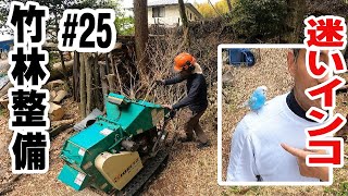 椎の木の伐採処理 【竹林整備】#25　伐採竹と大木の整理　迷いインコの飼い主の元へ
