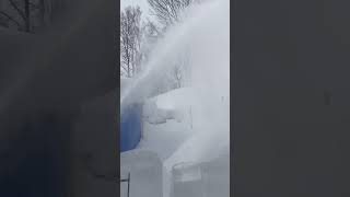 【豪雪地帯】ドカ雪❄️大雪❄️除雪機❄️頼りになる除雪機❄️バラはスッポリ雪の中🌹 #shorts